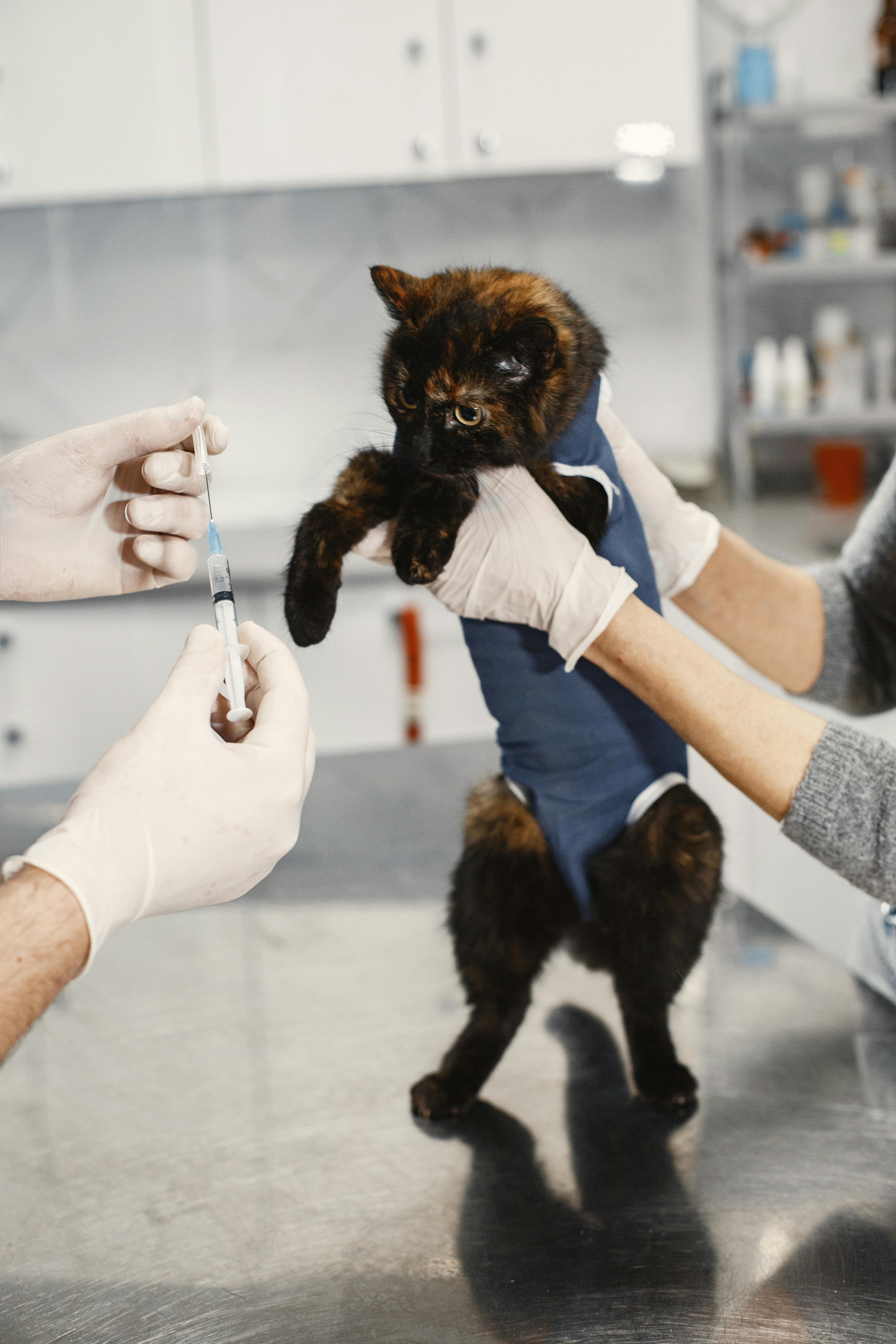 Animal consultation