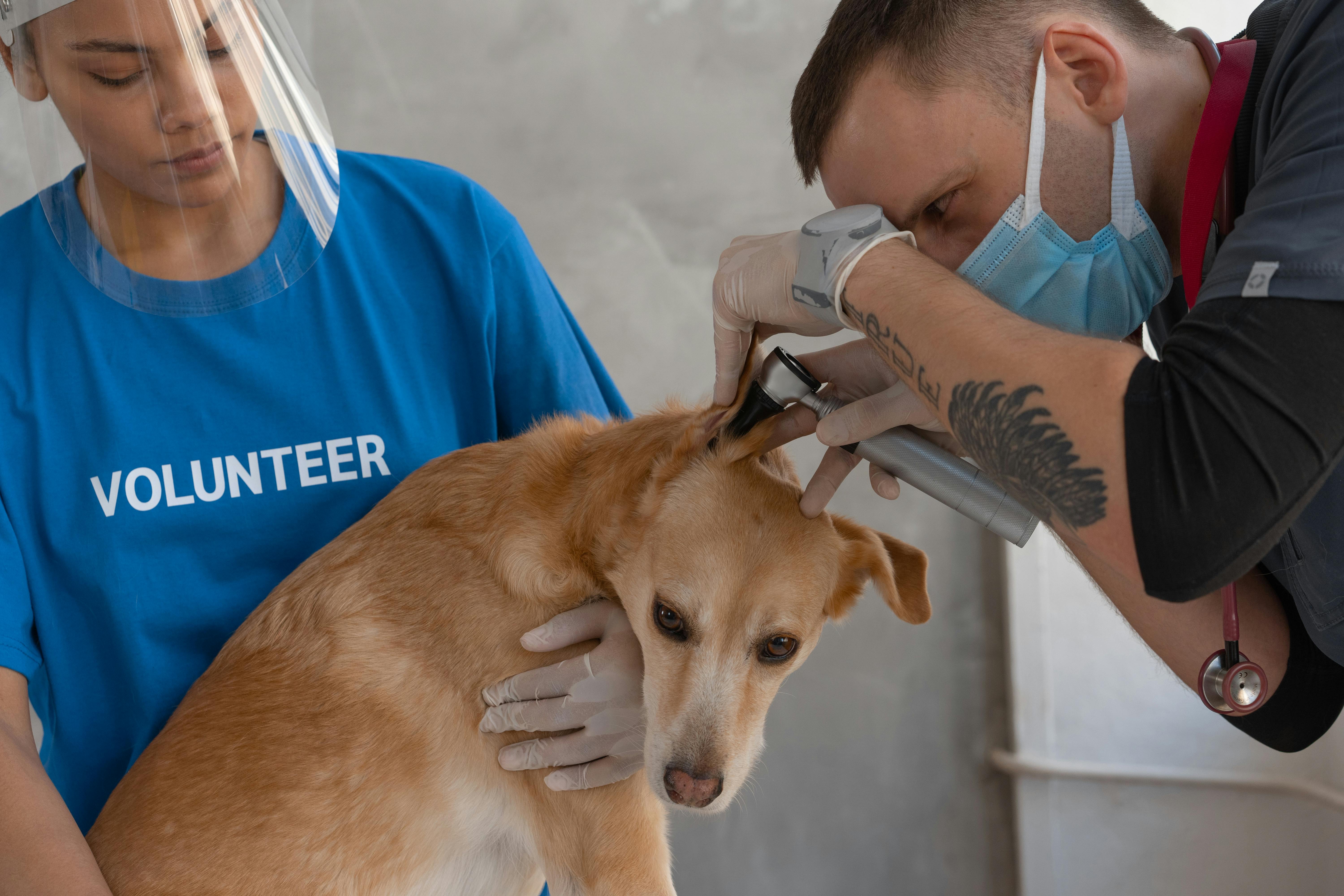 Veterinary examination